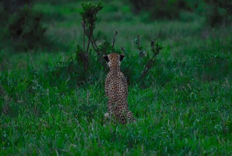 Nyerere National Park Game Drive with Lunch From Zanzibar - Final Thoughts on the Tour