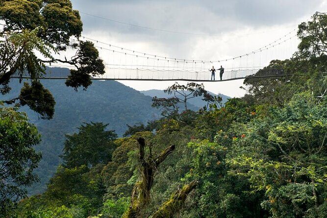 Nyungwe exploration - Final Thoughts: Is This Tour for You?