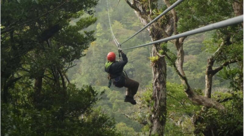 Nyungwe Forest: Zipline Adventure and Canopy Walkway - Journey into Rwanda’s Primeval Forests