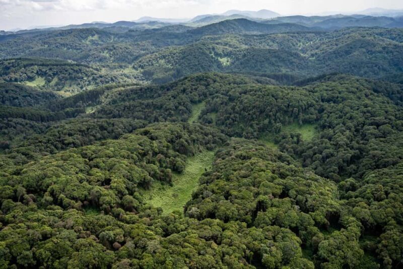 NYUNGWE: Nyungwe National Park Canopy Walk - Analyzing the Cost and Value