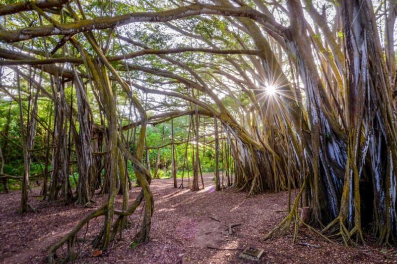 Oahu: 10-Hour Sunrise & Island Tour  Perfect First Day - Key Points