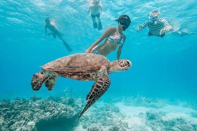 Oahu Allstar Circle Island Tour: Dole, Turtles. Blowhole, Fun - FAQs