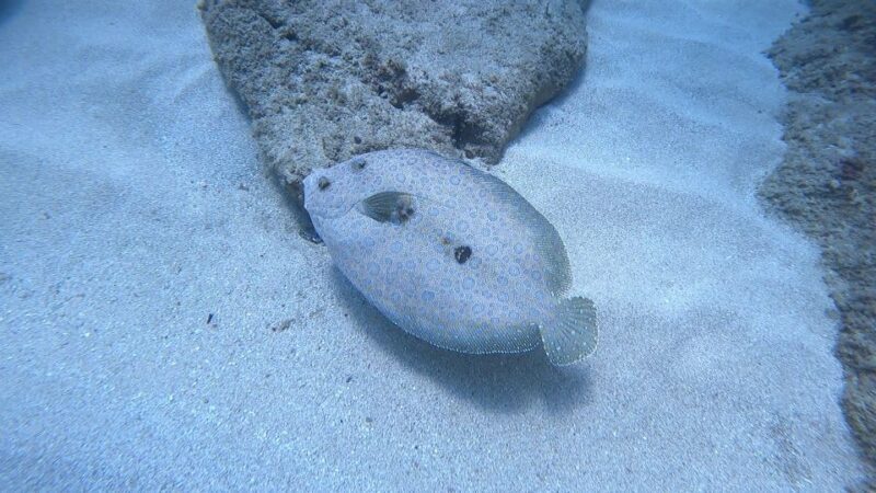 Oahu: Beginner SCUBA Dive at Electric Beach - Starting Point: Kahe Point Beach Park