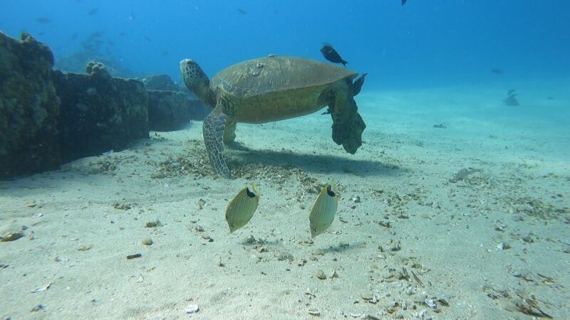 Oahu: Beginner SCUBA Dive at Electric Beach - Returning and Reflecting