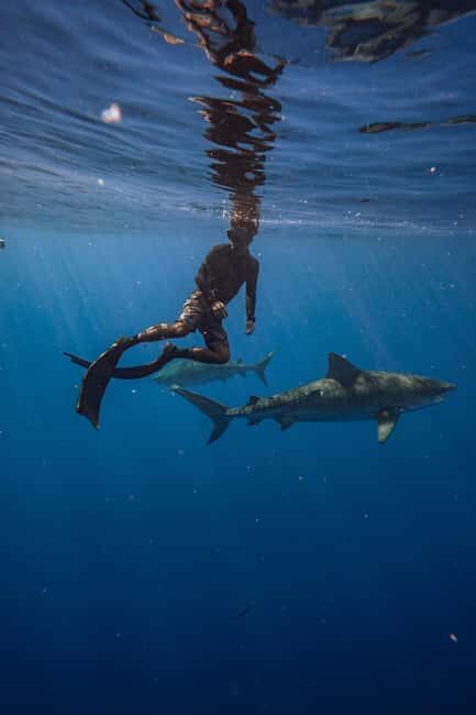 Oahu: Cageless Shark Dive Adventure - The Value of the Experience
