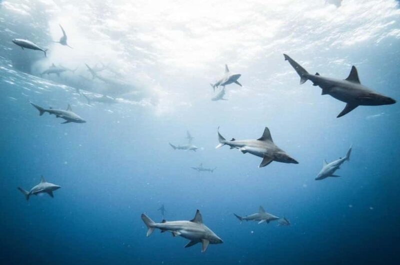 Oahu: Cageless Shark Dive Adventure - Practical Details and What to Prepare