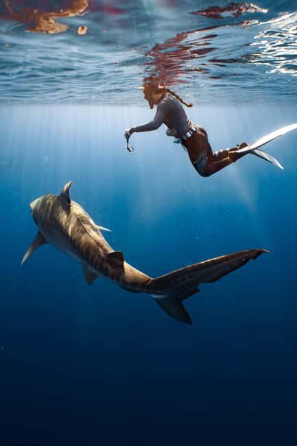 Oahu: Cageless Shark Dive Adventure - Final Thoughts: Who Will Love This?
