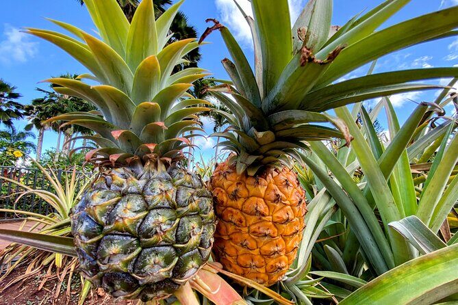 Oahu Circle Island Small Group Tour - FAQ