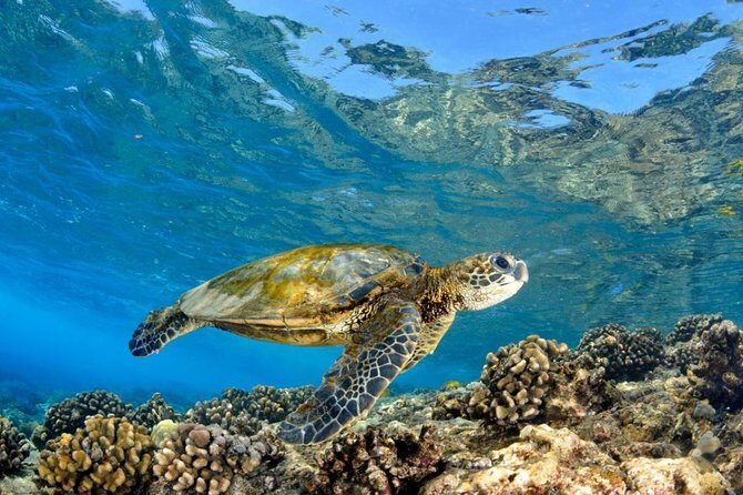 Oahu Circle Island: Snorkel with Turtles & Explore Turtle Beach - Frequently Asked Questions