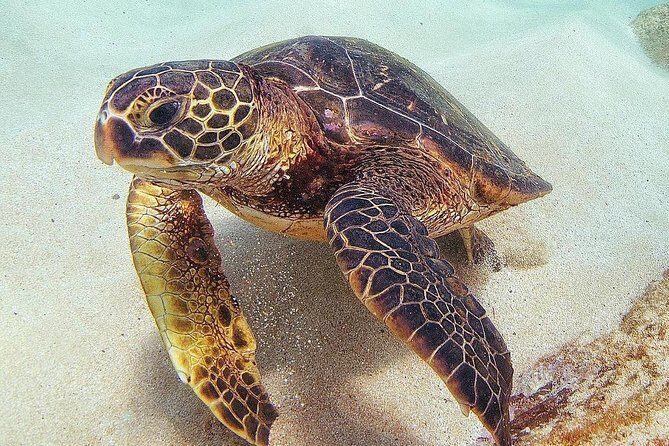 Oahu Circle Island: Snorkel with Turtles & Explore Turtle Beach - Additional FAQ