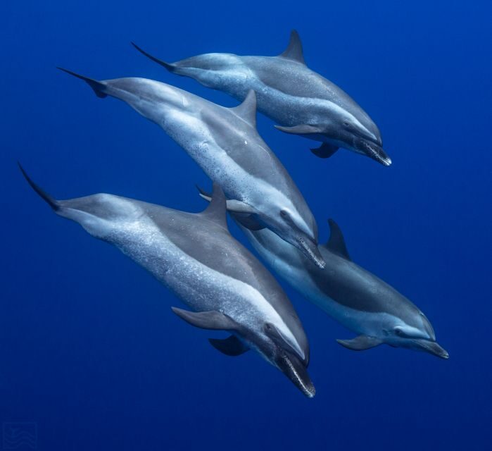 Oahu: Dolphin Swim and Turtle Snorkel Excursion in Waianae - Setting the Scene: What to Expect on This Tour