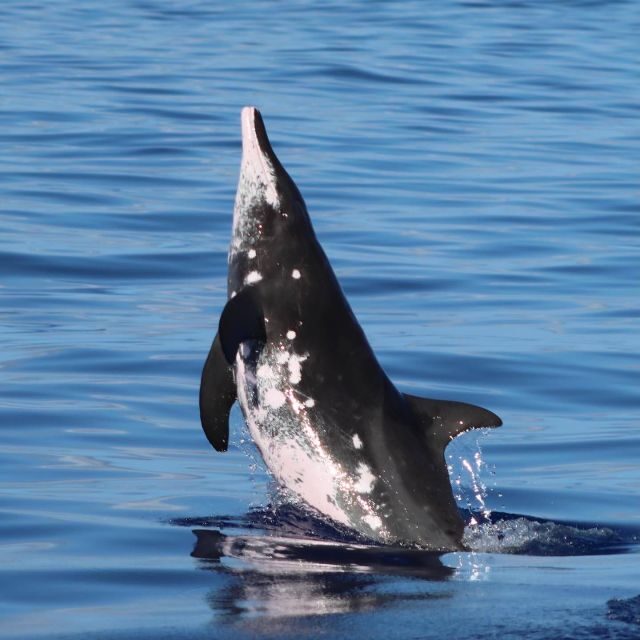Oahu: Dolphin Swim and Turtle Snorkel Excursion in Waianae - The Experience Guides and Customer Feedback
