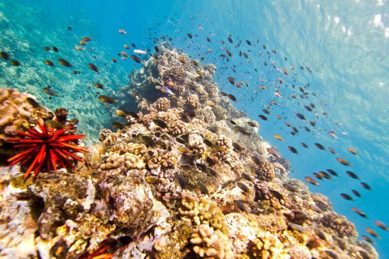 Oahu: Dolphin Swim and Turtle Snorkel Excursion in Waianae - Who Should Consider This Tour?