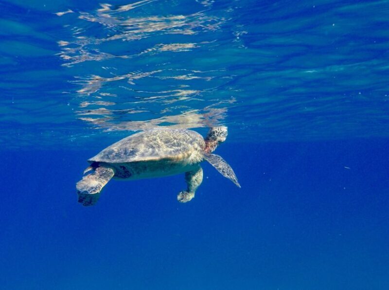 Oahu: Dolphin Swim and Turtle Snorkel Excursion in Waianae - Final Thoughts: Is It Worth It?