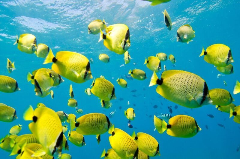 Oahu: Dolphin Swim and Turtle Snorkel Excursion in Waianae - In The Sum Up