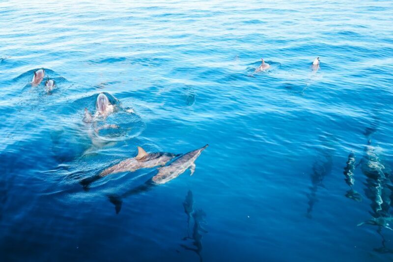 Oahu Dolphin Watch, Turtle Snorkel, Waterslide Activities - A Deep Dive Into the Experience