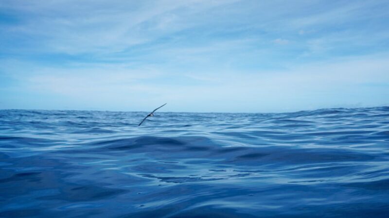 Oahu Dolphin Watch, Turtle Snorkel, Waterslide Activities - Who Will Love This Tour?