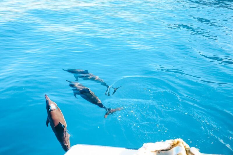 Oahu Dolphin Watch, Turtle Snorkel, Waterslide Activities - Final Thoughts