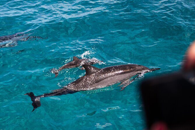 Oahu Dolphin Watch with Turtle Snorkel & Water Slide - A Balanced Dive into the Experience