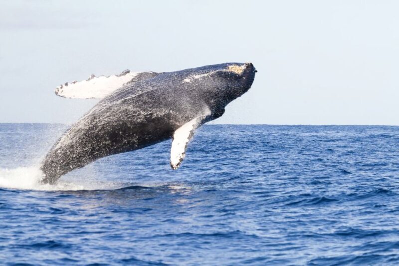 Oahu: Eco-Friendly West Coast Whale Watching Cruise - Oahu: Eco-Friendly West Coast Whale Watching Cruise