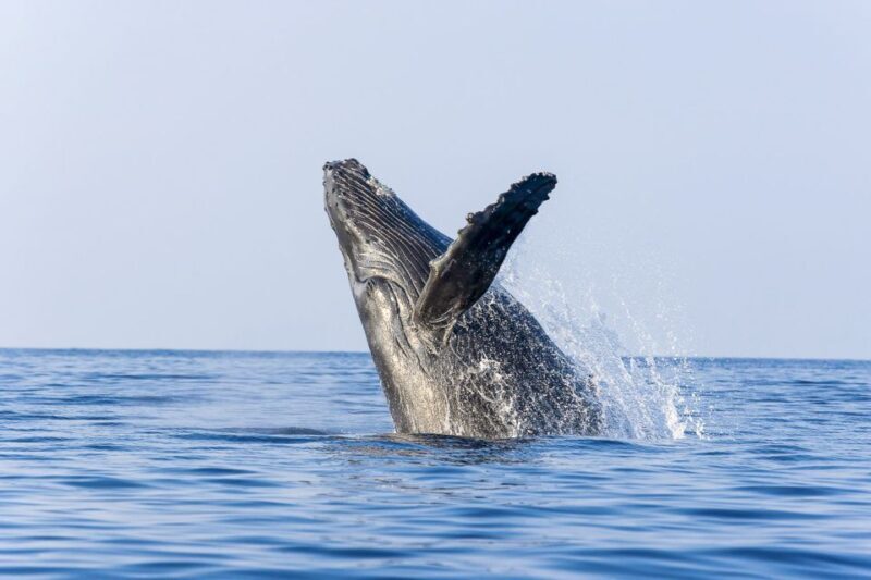 Oahu: Eco-Friendly West Coast Whale Watching Cruise - A Closer Look at the Experience