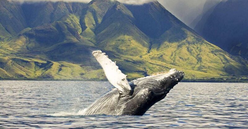 Oahu: Eco-Friendly West Coast Whale Watching Cruise - FAQ