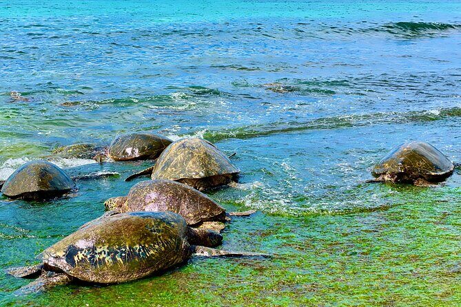 Oahu Guided Circle Island Tour, Swim w/ Turtles, Dole, Blowhole - Analyzing the Cost and Value