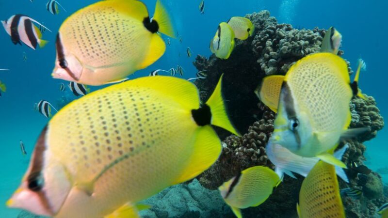 Oahu: Honolulu Turtle Canyon Snorkeling Tour - An Honest Look at the Snorkeling Tour Experience