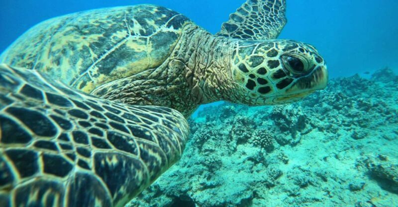 Oahu: Honolulu Turtle Canyon Snorkeling Tour - Authentic Experiences and Real Traveler Insights