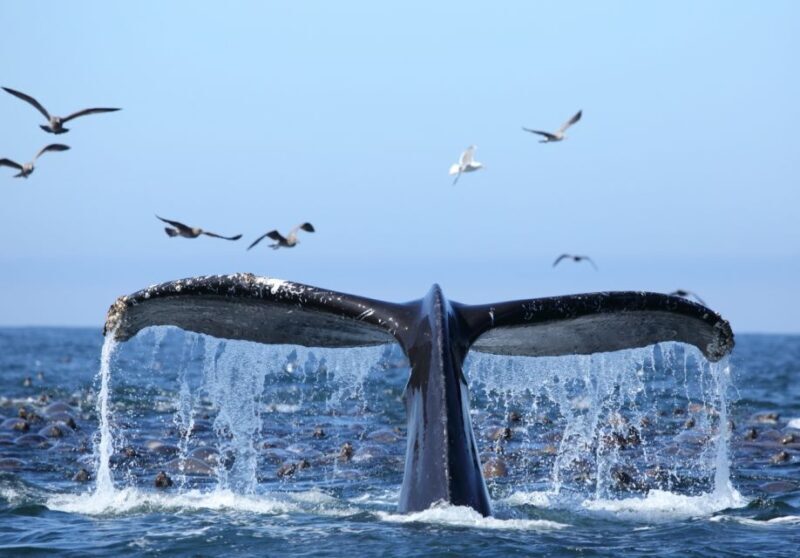 Oahu: Honolulu Whale Watching Cruise - An Authentic Ocean Experience with a Clear Focus