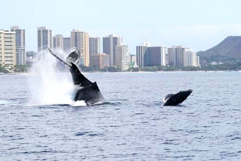 Oahu: Honolulu Whale Watching Cruise - Who This Tour Is Perfect For