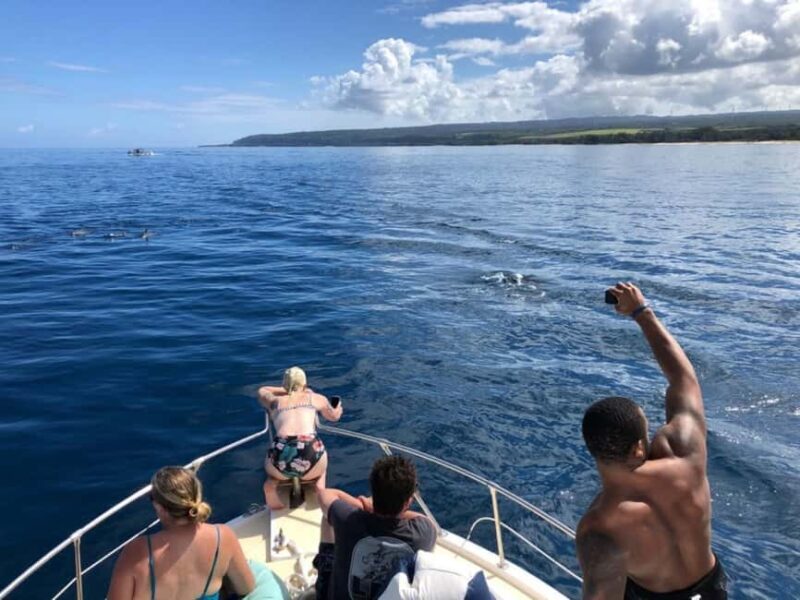 Oahu: Humpback Whale Watching Tour - What to Expect on the Tour