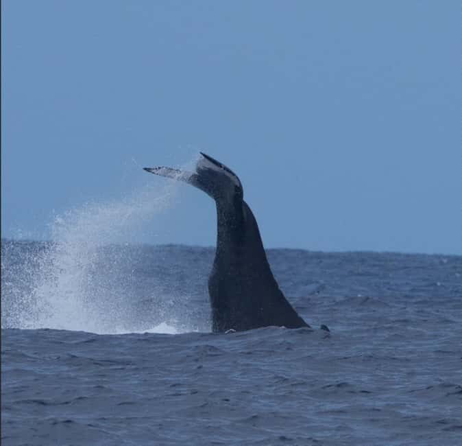 Oahu: Humpback Whale Watching Tour - The Itinerary in Detail