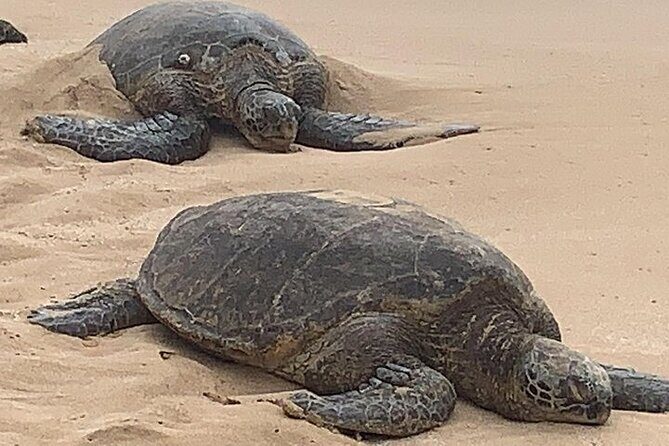 Oahu Island Highlights in Small Group | 30 Spots | ~10 Stops - Final Thoughts