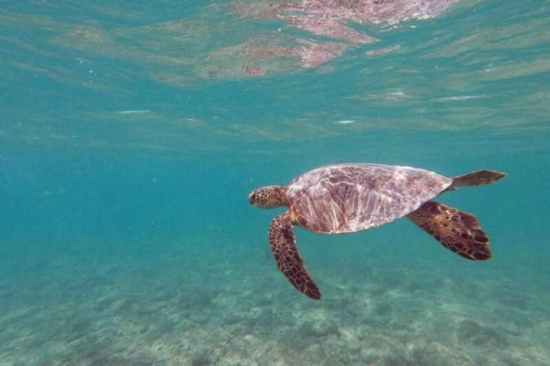 Oahu: Kailua Guided Kayak Excursion with Lunch - A Closer Look at the Tour Experience