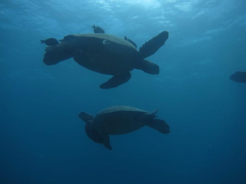 Oahu: Luxury Day Sailboat Charter - Comfort, Amenities, and Practical Details