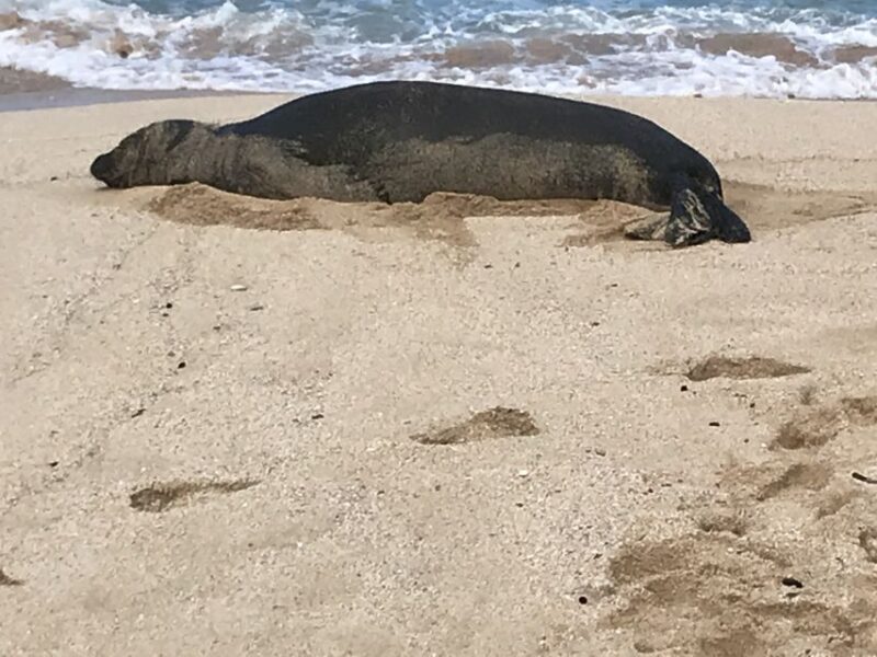 Oahu: Manoa Falls Hike and east side beach day - FAQ