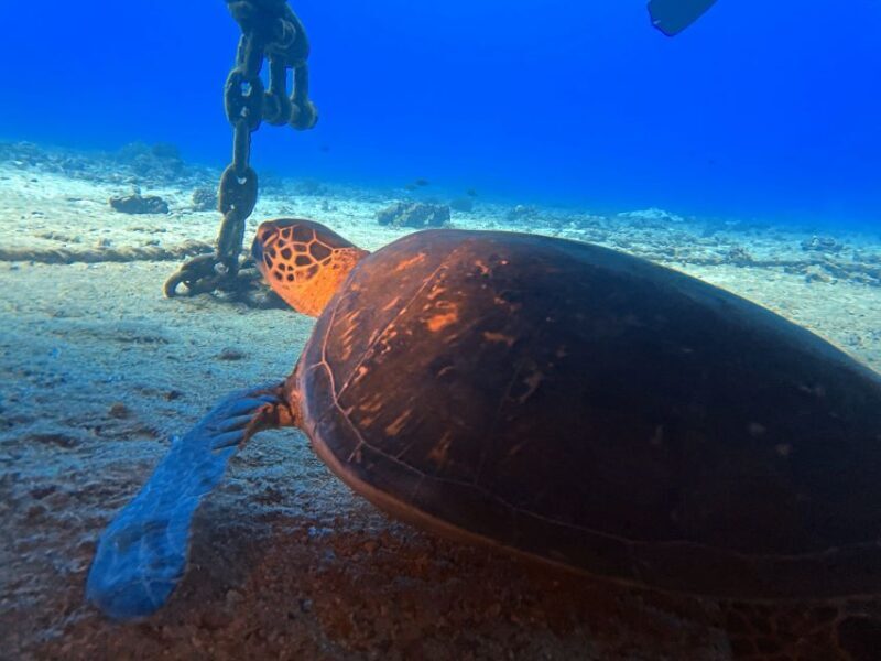 Oahu Night Dive: Adventure for Certified Divers - An Overview of the Oahu Night Dive Experience