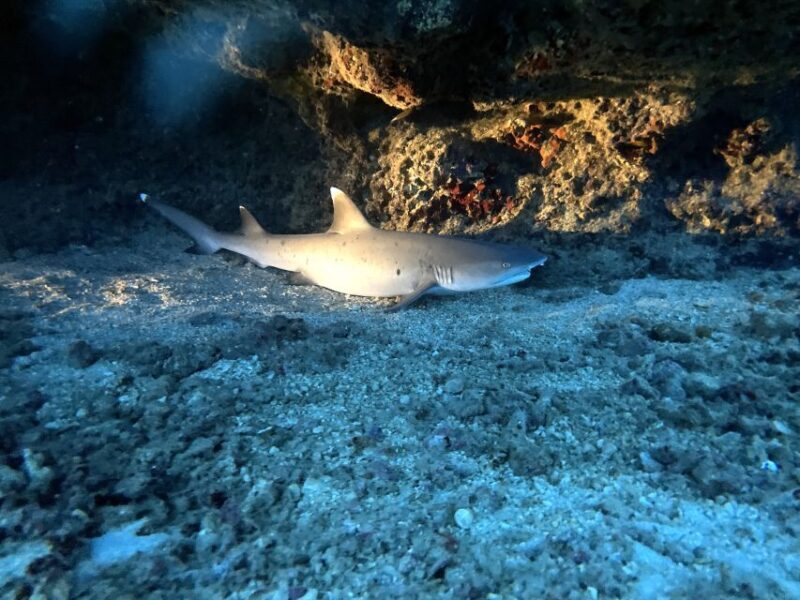 Oahu Night Dive: Adventure for Certified Divers - Exploring the Dive Sites