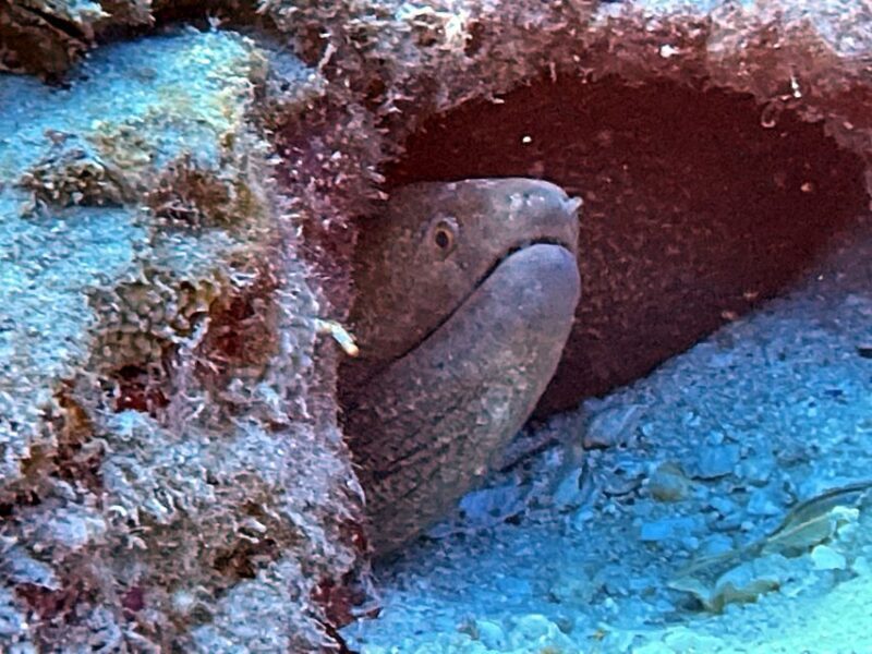 Oahu Night Dive: Adventure for Certified Divers - The Value and Considerations