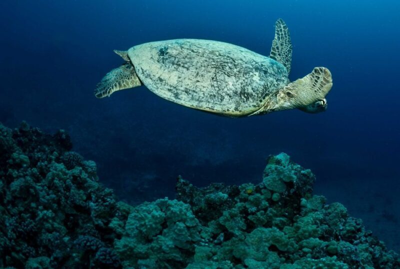 Oahu Night Dive: Adventure for Certified Divers - Real Traveler Feedback