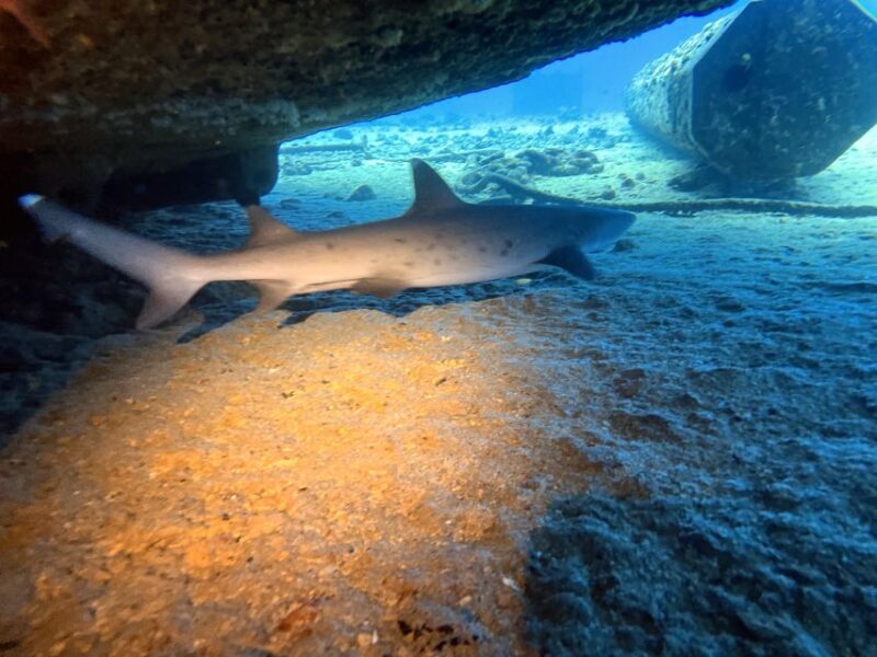 Oahu Night Dive: Adventure for Certified Divers - Final Thoughts: Who Will Love This?