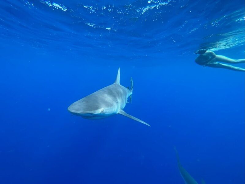 Oahu: North Shore Cageless Shark Snorkeling Tour - Key Points