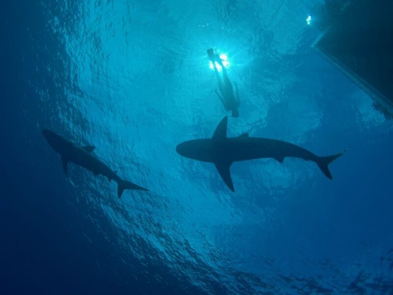 Oahu: North Shore Cageless Shark Snorkeling Tour - An Honest Look at the North Shore Cageless Shark Snorkeling Tour