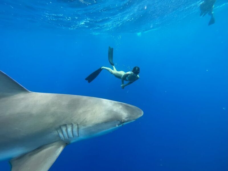 Oahu: North Shore Cageless Shark Snorkeling Tour - Final Thoughts