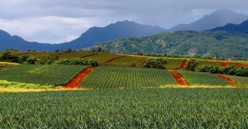 Oahu: North Shore Dole Pineapple Farm Tour - The Sum Up