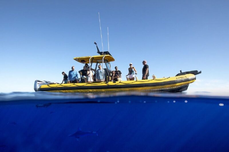 Oahu: North Shore Marine Life Tour from Haleiwa - Key Points