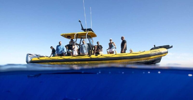 Oahu: North Shore Marine Life Tour from Haleiwa - Marine Life You Might Encounter