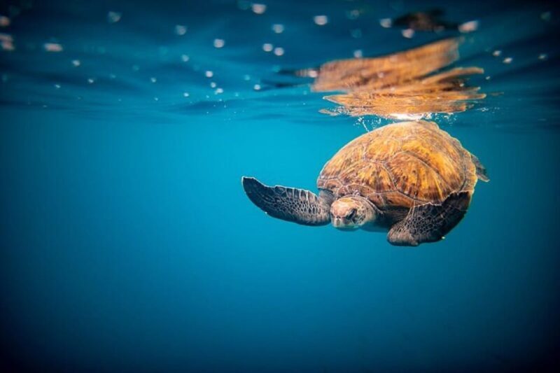 Oahu: North Shore Snorkeling Tour from Haleiwa - FAQ