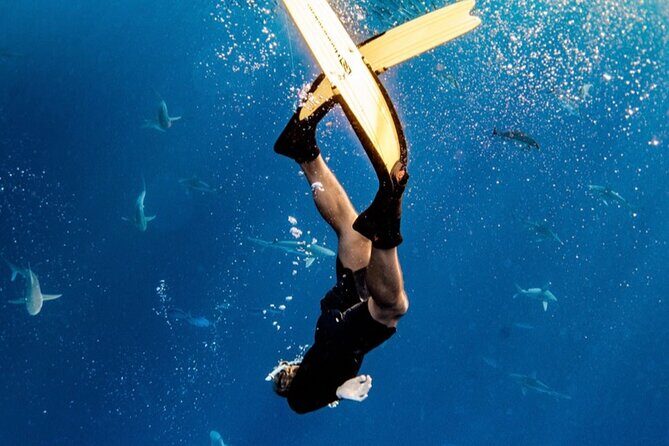 Oahu Open Water Shark Diving Experience - An Authentic, Caged-Free Encounter with Sharks